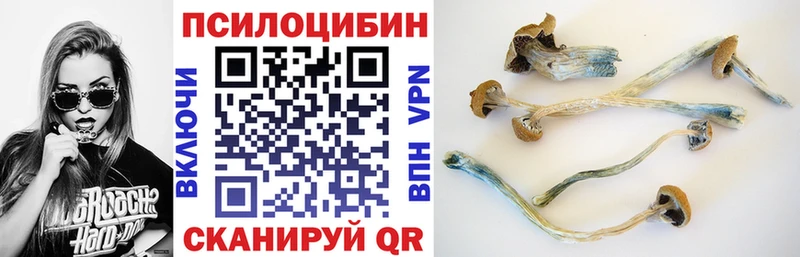 OMG как зайти  сайты даркнета какой сайт  Волхов  Галлюциногенные грибы Psilocybine cubensis  купить  